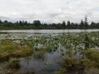 swamp1.jpg - 2019:08:11 14:36:10
